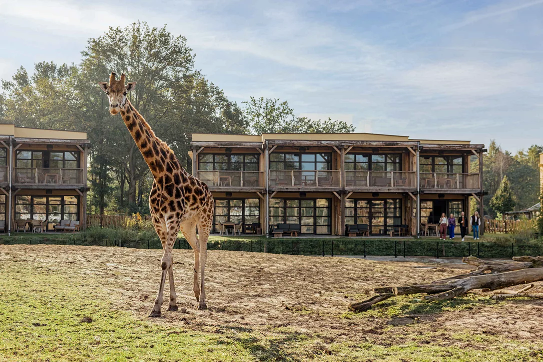 Giraffe auf der Savanne in Beekse Bergen