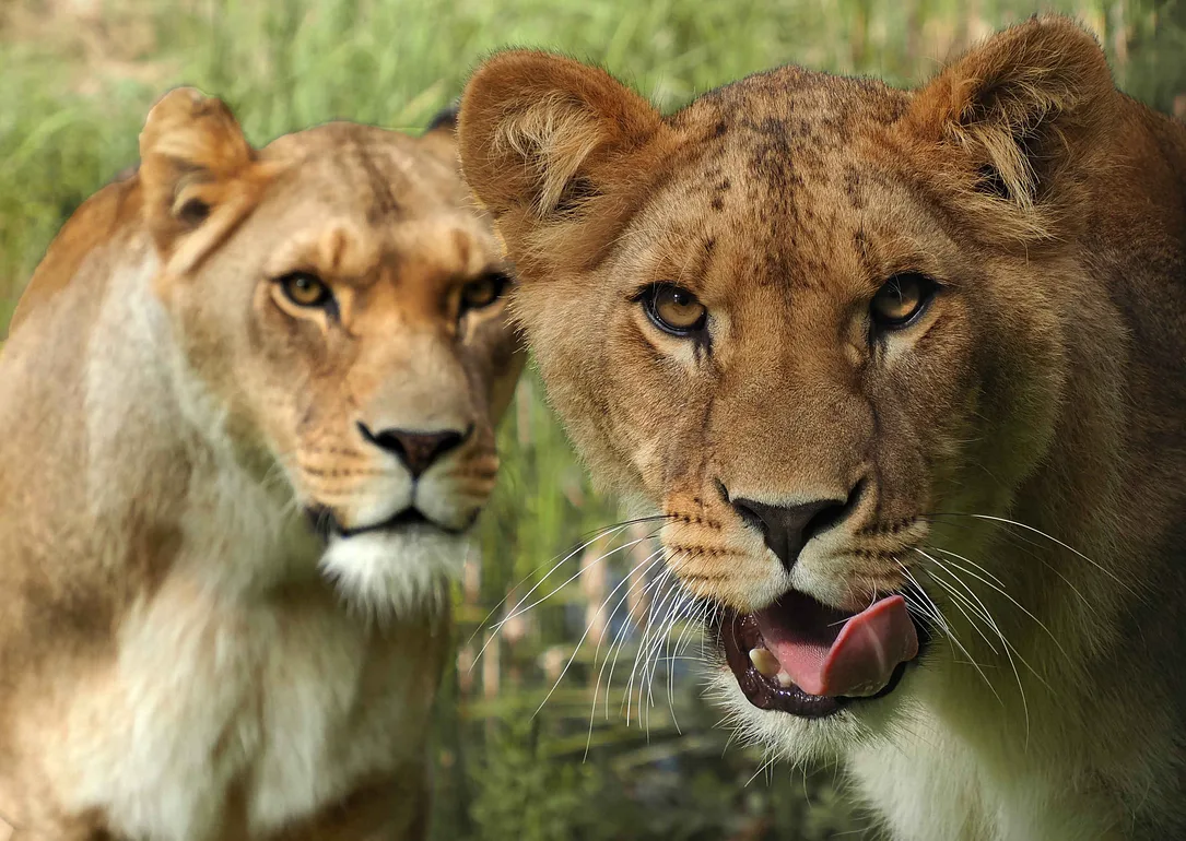 Löwen im Safaripark Beekse Bergen