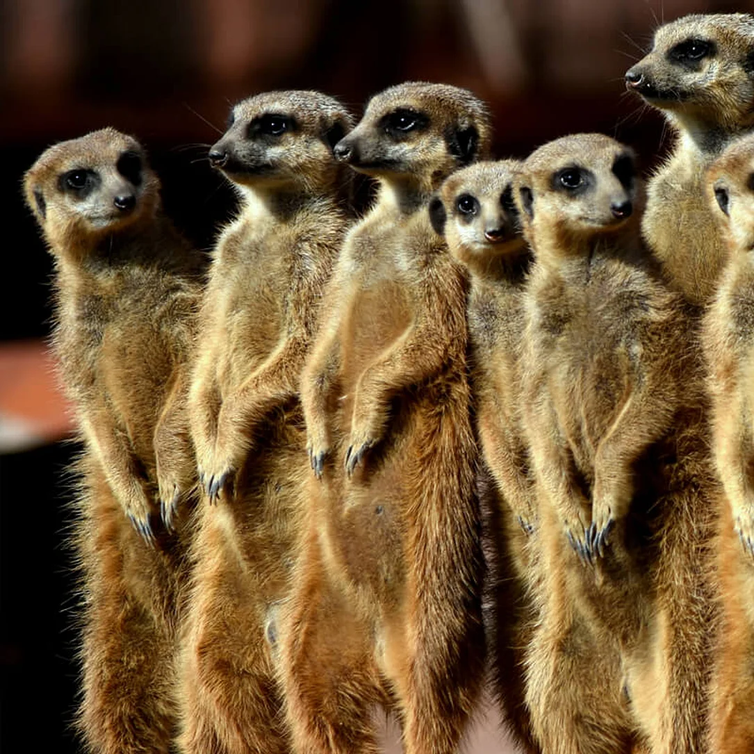 Erdmännchen-Gruppe im GaiaZOO