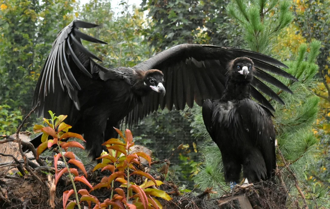Mönchsgeier am Nest im GaiaZOO