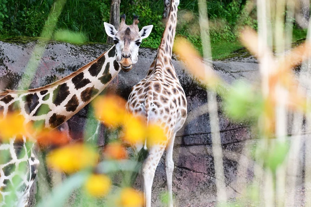 Giraffe im GaiaZOO