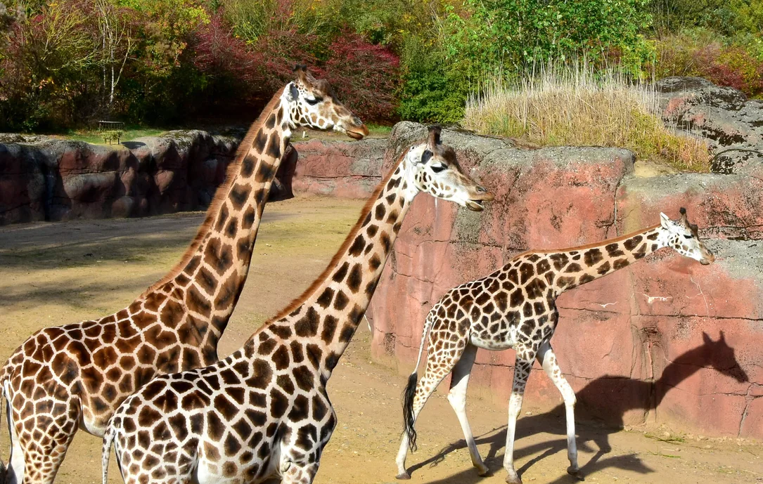 Giraffengruppe in der Savanne des GaiaZOO
