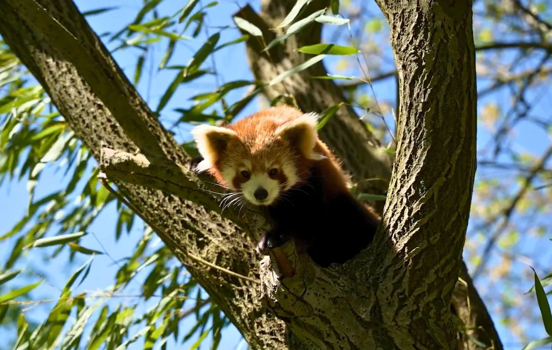 Roter Panda im GaiaZOO