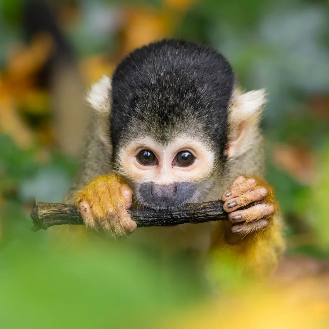 Totenkopfaffe im GaiaZOO