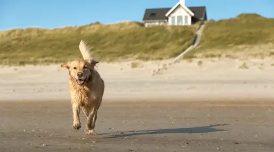 Hund am Strand vor einem Ferienhaus in Zeeland