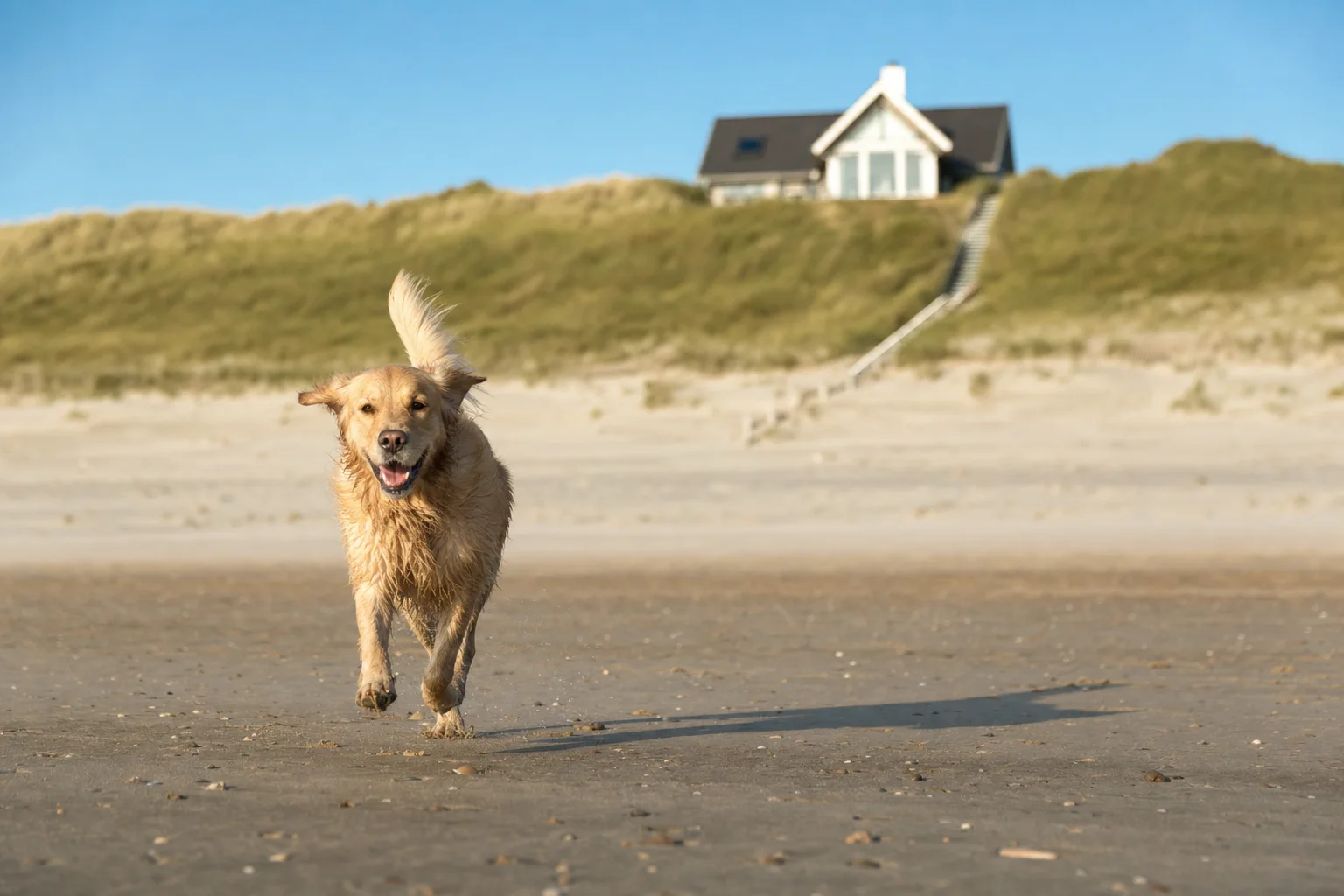 Roompot mit Hund und die besten Parks dafür 2026