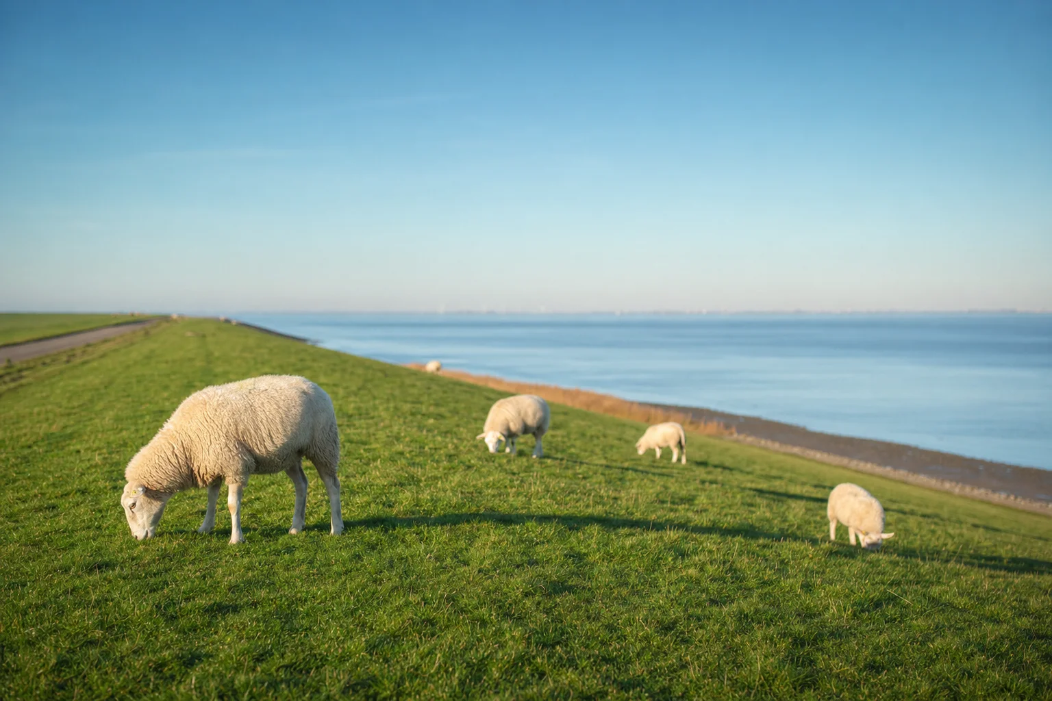 Deich mit Schafen an der Küste von Zeeland
