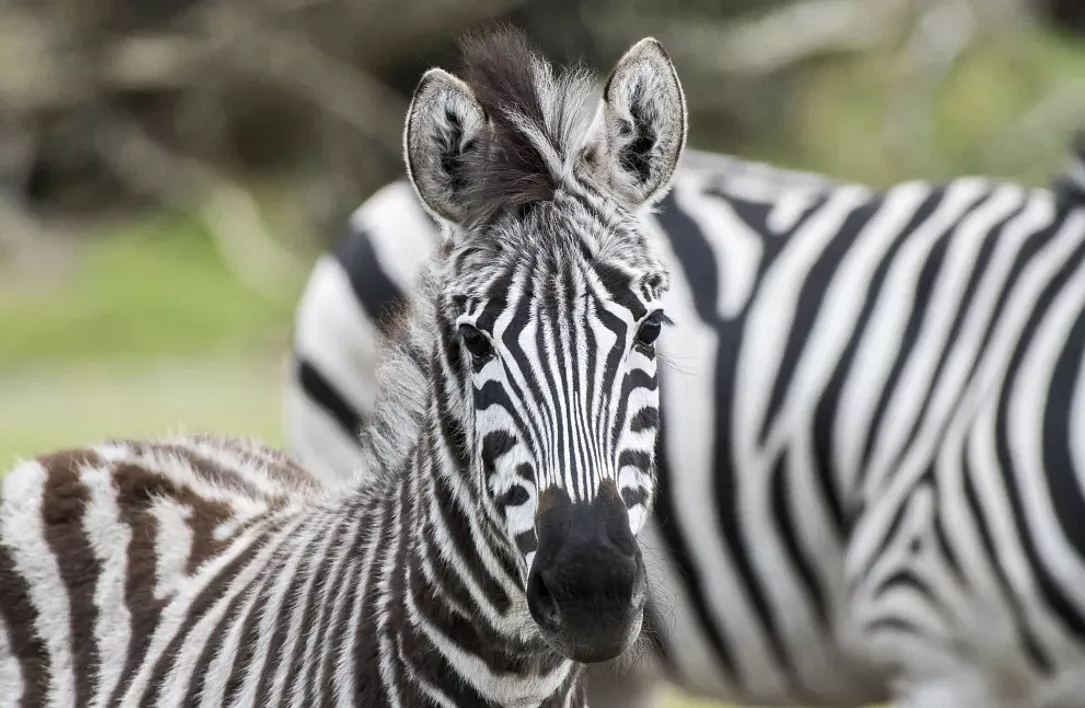 Zebra im Serengeti-Park