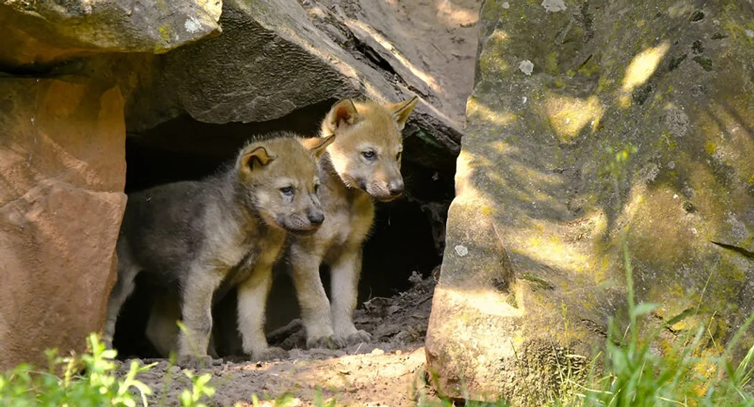 Junge Wölfe im Wildparadies Tripsdrill